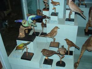 Чучела птиц в краеведческом музее Херсона