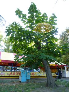 Павловния войлочная, или Императорское дерево (Paulownia tomentosa)