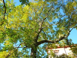 Айлант высочайший, или китайский ясень (Ailanthus altissima)