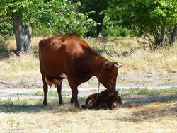 Рождение теленка в Андреевке