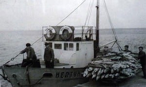 Осетра давно в лимане нет. Рыбаки идут в Очаковскую рыбную базу из Крыма. 1954 год.