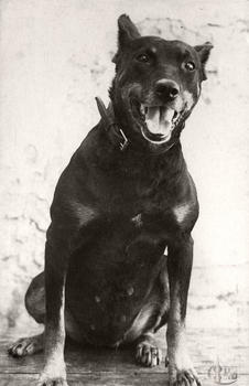 Гекса - первая собака-ищейка николаевского Угрозыска