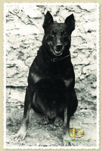 Гекса - первая собака-ищейка Николаева